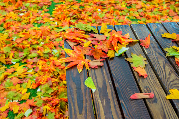 istock Artificial maple fall foliage on bench background for autumn season 1294742214