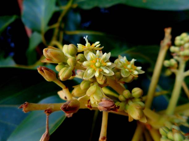 istock avocado flower - american persea 1294743375