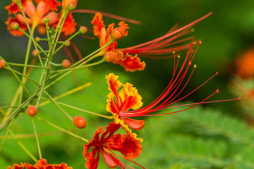 Close-up of red flower of flame tree