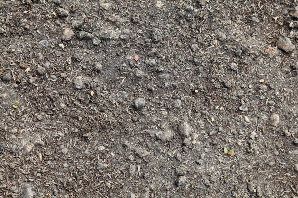 istock Background from fertile soil in garden, Close up texture soil in sunlight 1294745085