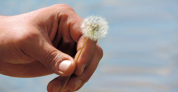 white fluffy dandelion in a male hand, place for text