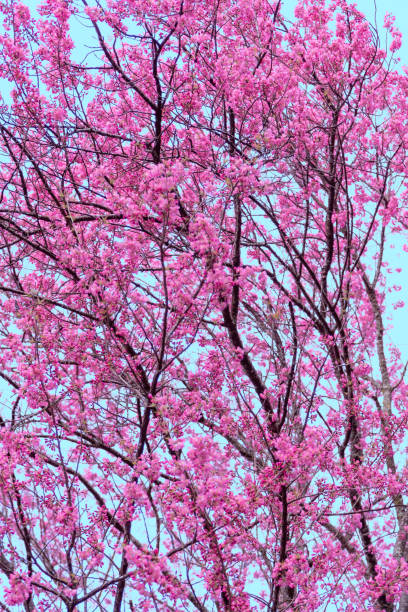 istock Romantic pink flowers background with blue sky.  Pastel Color. 1294750778