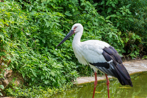 A white storks standing on a pond in wetland nature reserve