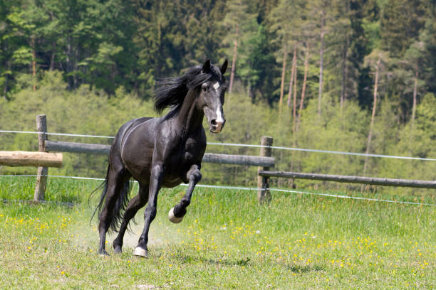 istock A black horse runs in the paddock on pasture 1294755171