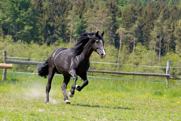 istock A black horse runs in the paddock on pasture 1294755179