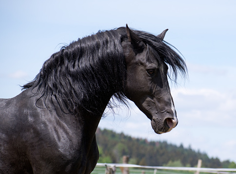 Portrait of the head of a noble and wild black horse