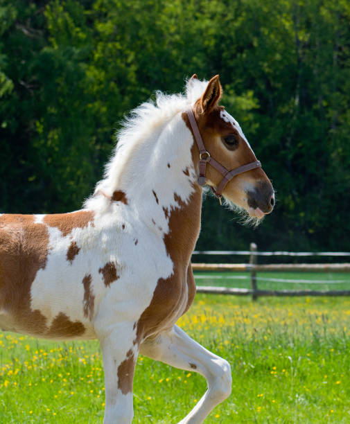 istock A young spotted foal runs across the pasture 1294755245