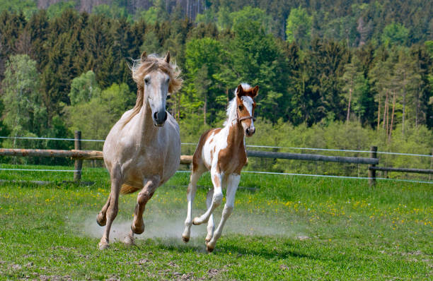 istock A mare with a foal runs in a paddock in a meadow 1294755274