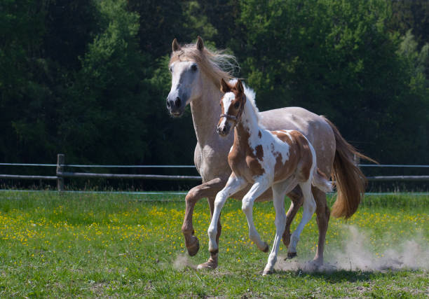istock A mare with a foal runs in a paddock in a meadow 1294755317