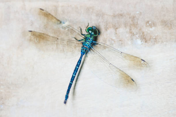 The light in the room that was turned on caused dragonflies to fly into the room.