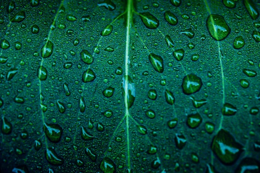 Close up of a green leaf with rain drops