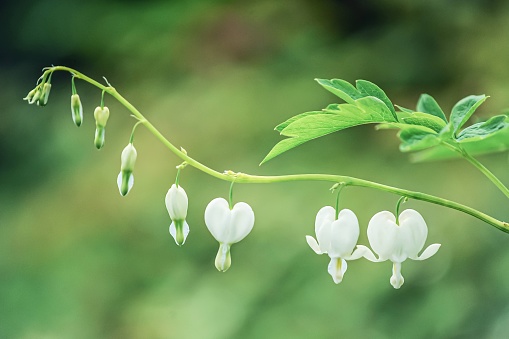 White Bleeding Hearts flowers