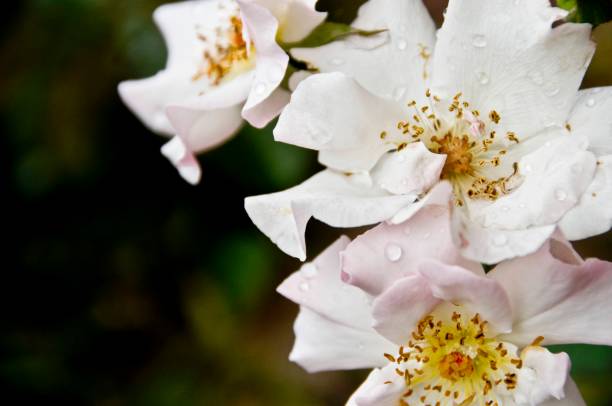 Wild Rose Pictures | Download Free Images on Unsplash