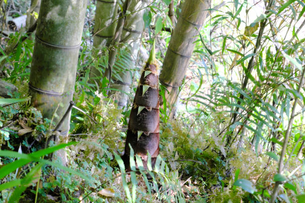 竹で育つ竹の芽 - bamboo shoot 写真 ストックフォトと画像