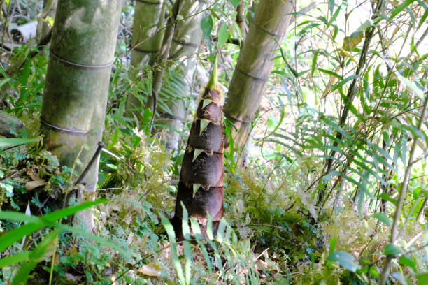 brotos de bambu que crescem em bambu - bamboo shoot fotos - fotografias e filmes do acervo