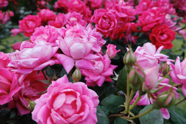 istock A beautiful pink rose in full bloom 1294762338