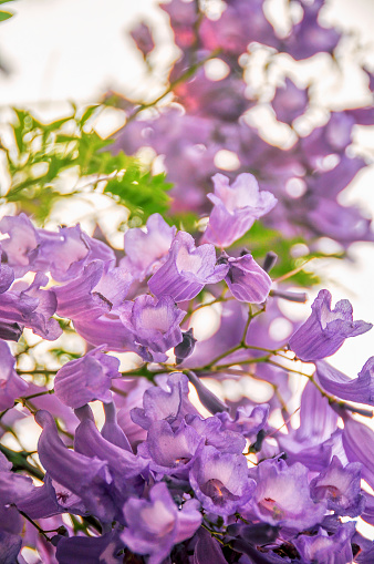 Beautiful purple flowers on the jacaranda tree