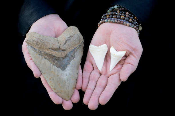 先史時代のメガロドンシャーク歯と2つのホオジロザメ歯 - pliocene ストックフォトと画像