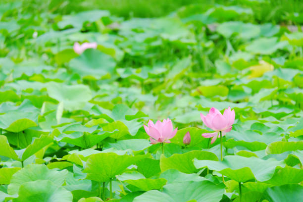 Beautiful Oga lotus background material