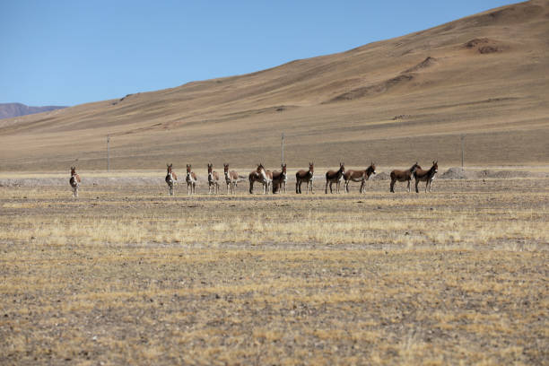 istock Tibetan Wild Ass on grassland in Tibet 1294765484
