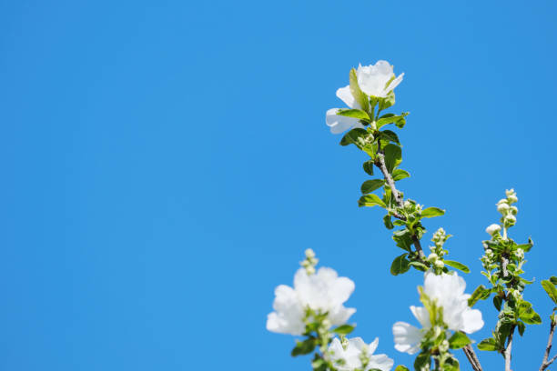 Blue sky background and beautiful white Oshima cherry blossoms