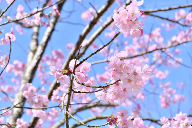 istock Beautiful sunlight cherry blossoms in full bloom in pink 1294768457
