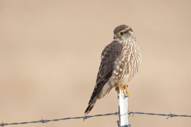 istock Falcon looks to the side. 1294768984