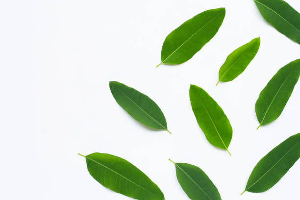 istock Eucalyptus leaves on white background.  Copy space 1294769491