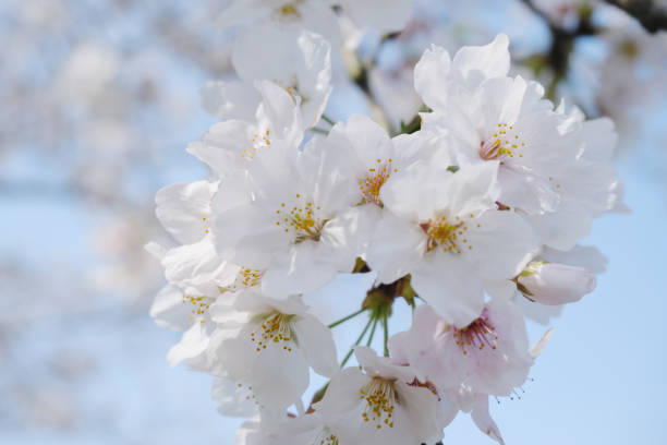 istock Beautiful white blooming popping cherry blossoms 1294770245