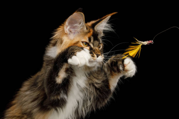 Huge Maine Coon Cat Isolated on Black Background