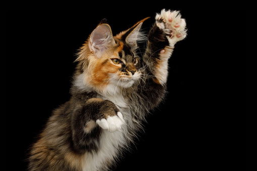 Portrait of Playful Red Maine Coon Cat catching toy his polydactyl paws on Isolated Black Background