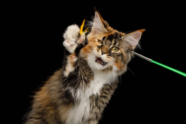 istock Huge Maine Coon Cat Isolated on Black Background 1294770414
