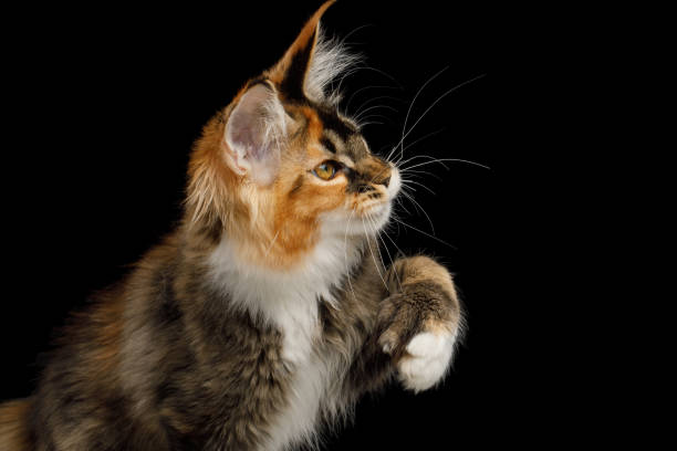 istock Huge Maine Coon Cat Isolated on Black Background 1294770422