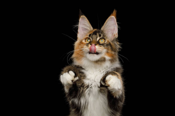 Huge Maine Coon Cat Isolated on Black Background