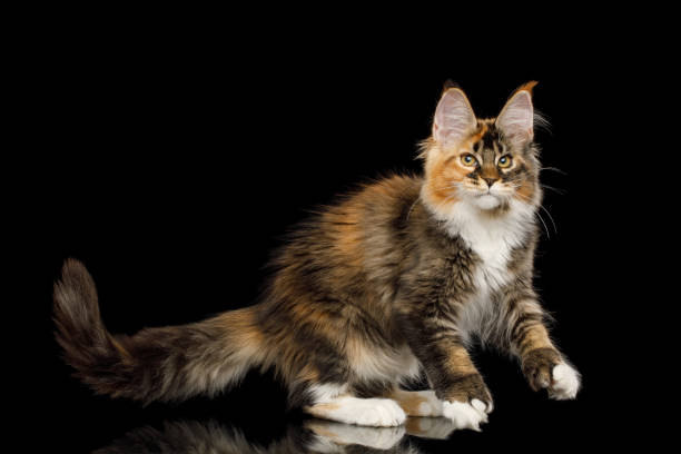 istock Huge Maine Coon Cat Isolated on Black Background 1294770426