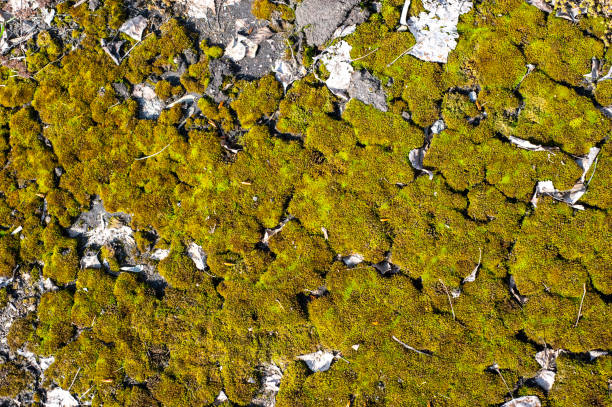 istock Green-brown moss on gravel background 1294770817