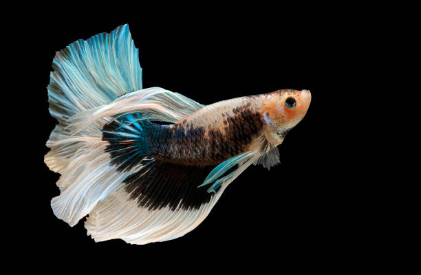 Siamese fighting fish,Betta splendens,blue fish, Black background, Halfmoon Betta. Siamese fighting fish,Betta splendens,blue fish, Black background, Halfmoon Betta. white halfmoon betta splendens fish stock pictures, royalty-free photos & images