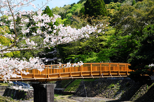 Beautiful bridge and cherry blossoms in full bloom in Iwaya Park