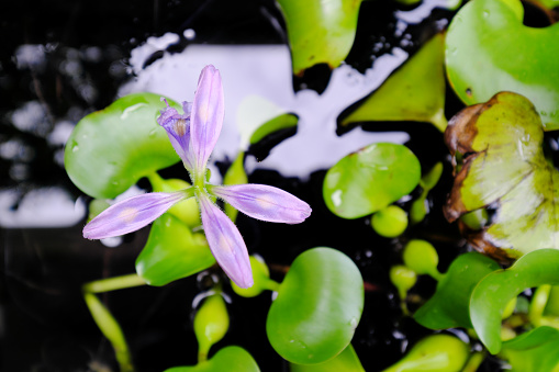 Cute purple buds of water hyacinth