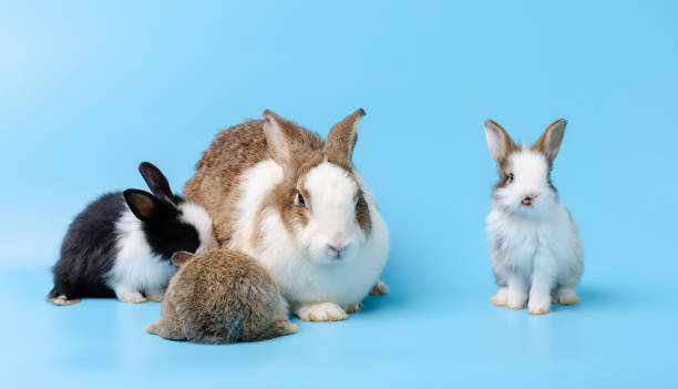 istock Mother rabbit and three newborn bunnies on blue background 1294774335