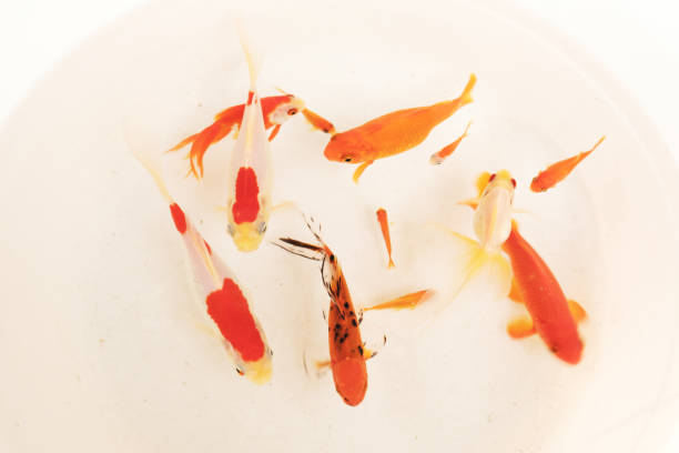 istock Various kinds of cute goldfish 1294775999