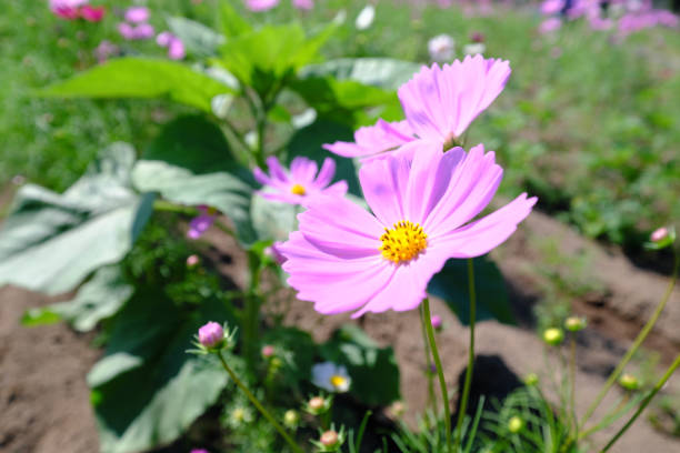 istock Up of cute pink cosmos 1294776375