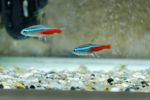 istock Neon Tetra swimming in harmony 1294776597