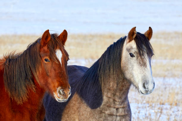 istock Two horses large heads in a field 1294776706