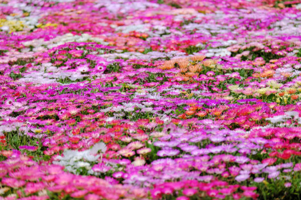 Beautiful living stone daisy carpet in full bloom