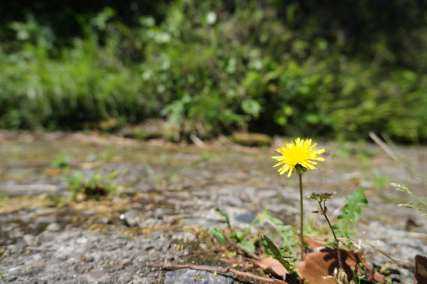 istock Cute dandelion flowers blooming in the field 1294777028