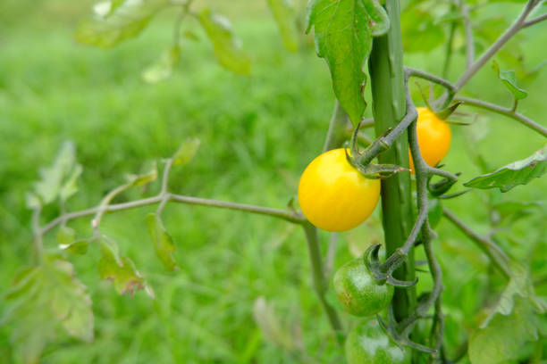 istock Mature yellow cute tomatoes 1294777867