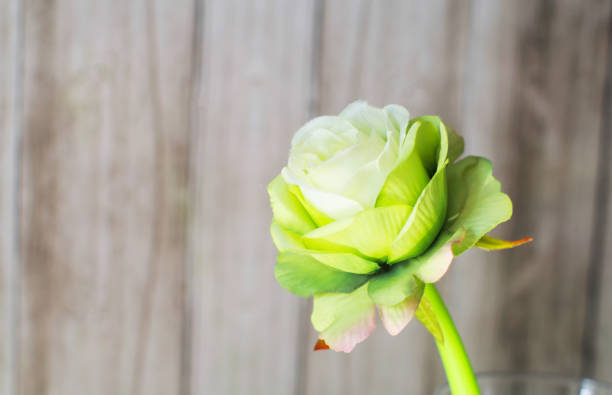 istock White rose close up Blurred wood wall background., Beautiful white rose. 1294778234