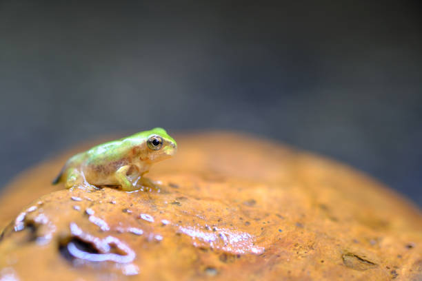 istock A frog larva with a tail that rises from a tadpole to land 1294778632