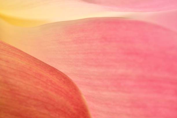 istock Bali Lotus Petals 1294779638